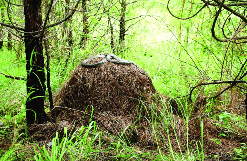 King Cobra's nest