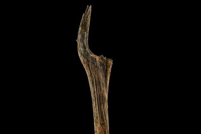 A 1.6-metre wooden post bearing felling marks was among the remarkable Mesolithic discoveries.