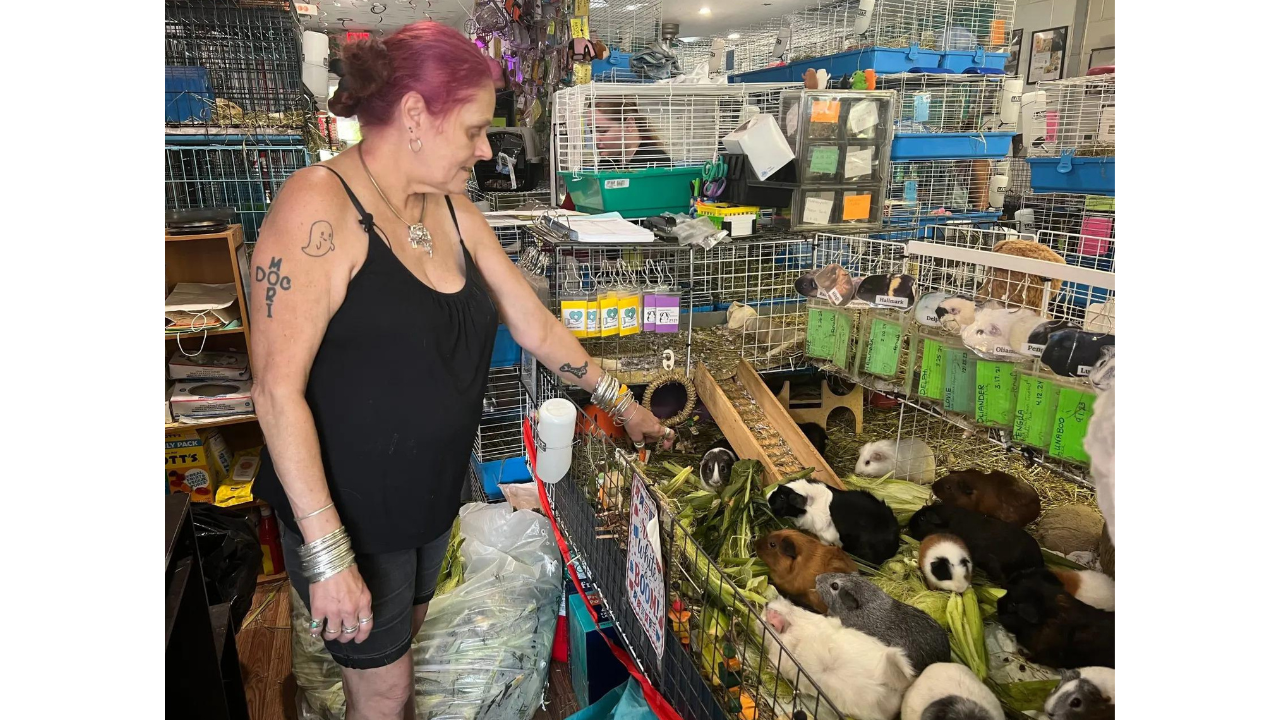 Massachusetts sanctuary is filled with hundreds of guinea pigs<br>