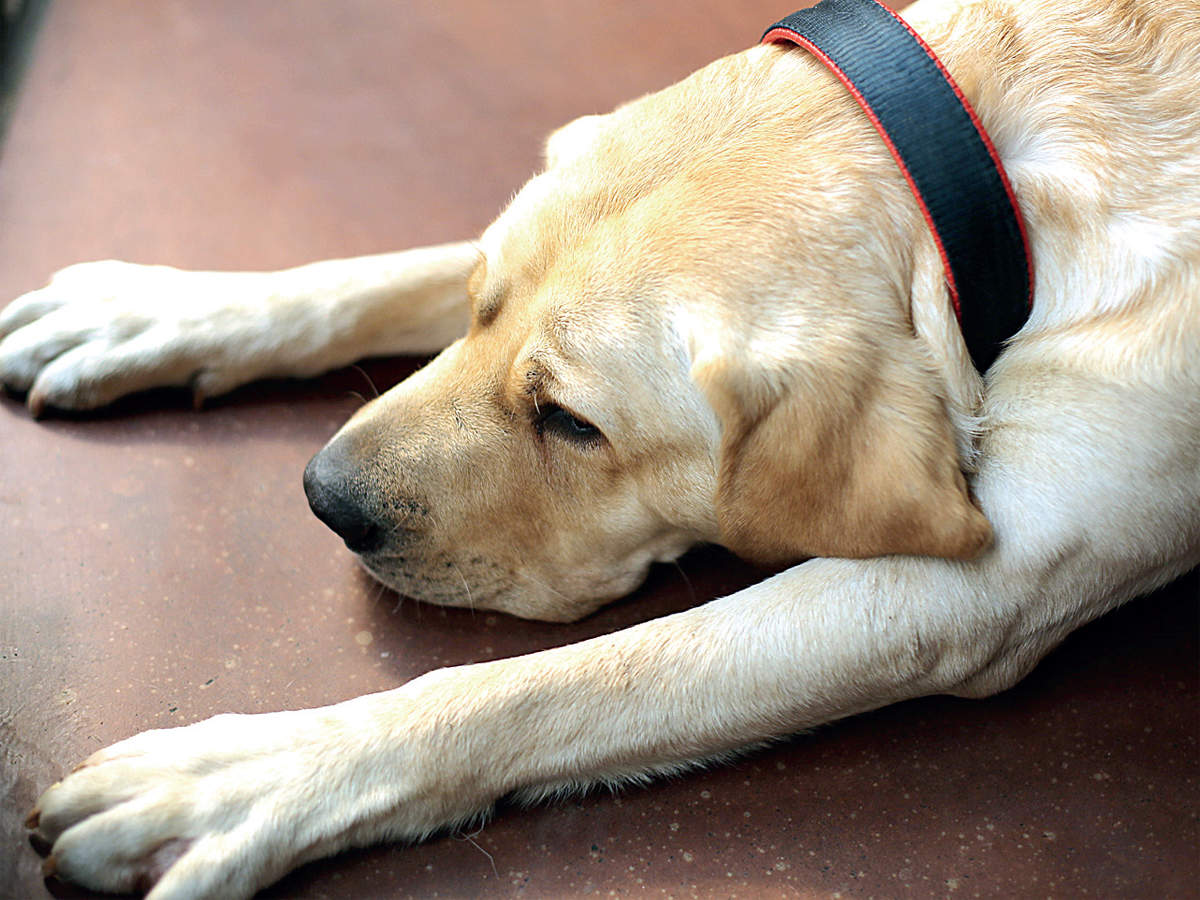 Mumbai airport: Three new therapy dogs to calm flyers from this weekend