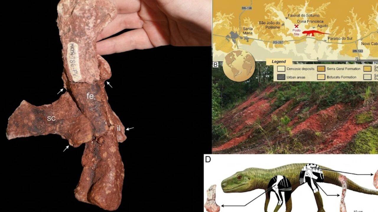 How a lost fossil piece helped identify Silescelida acristata