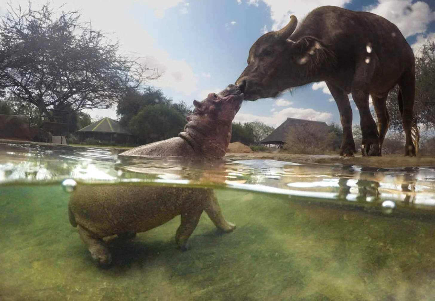 Bumpy spends his days swimming and playing at the Kaluku Unit sanctuary.