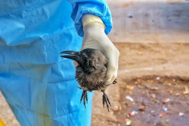 Forest department official picks up a sick crow from roadside, Jaipur. (Credits: PTI)