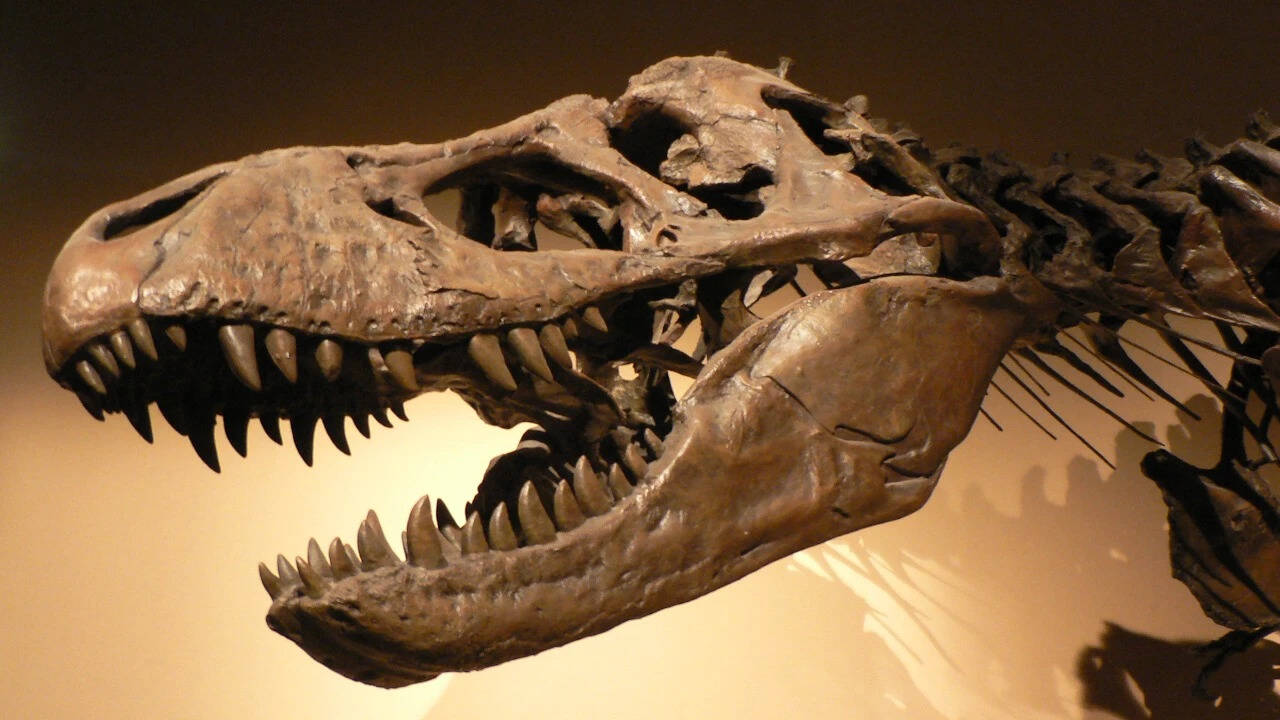 Representative image of a T-Rex head on display