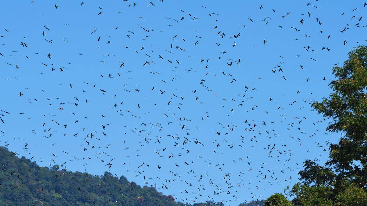 Nagaland