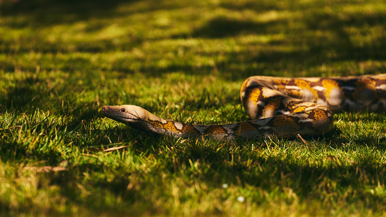 Why Burmese pythons threaten Everglades mammals and why tracking them across difficult terrain is hard (Image: Canva)<br><br>