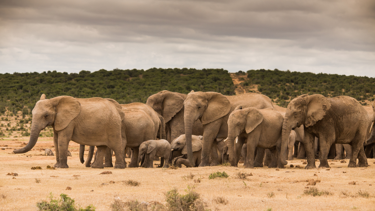Elephants have an exceptional sense of smell and use their trunks to investigate their surroundings.