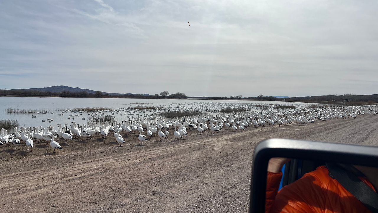 How will drones and AI help researchers count migratory birds