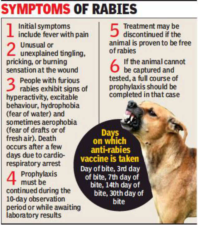 With 300 Dog Bite Cases Daily Chandigarh Facing Vaccine Shortage Chandigarh News Times Of India