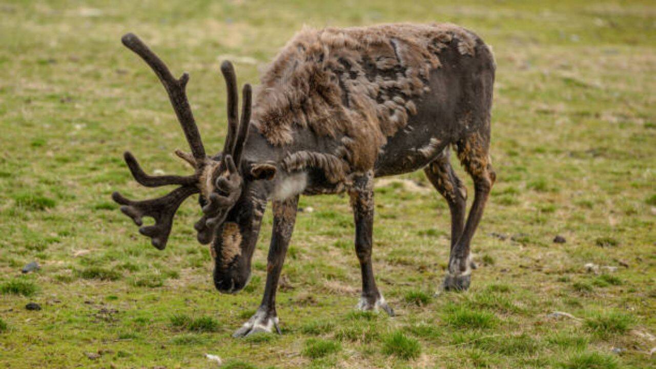 The reindeer were intended as a roaming food source should the men be cut off from supply shipments. A food source<br><br>