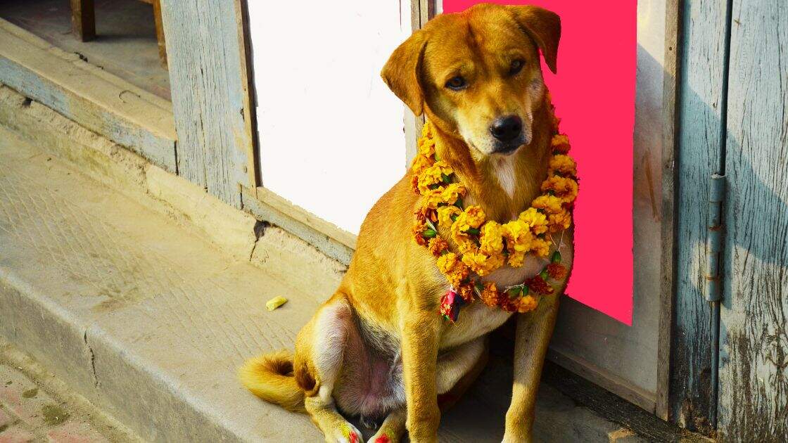 Kukur Tihar