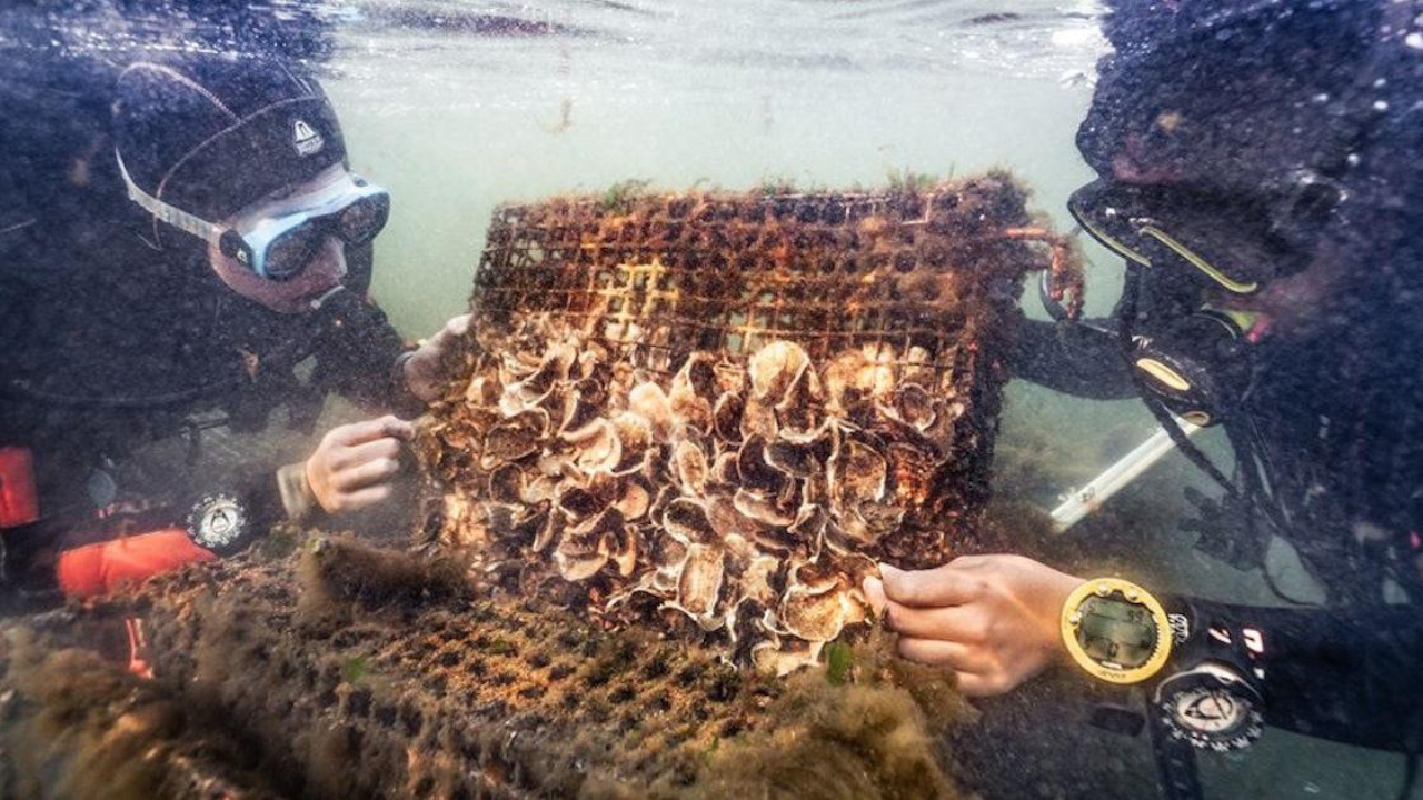 The shells are cured before returning to the harbour.<br>