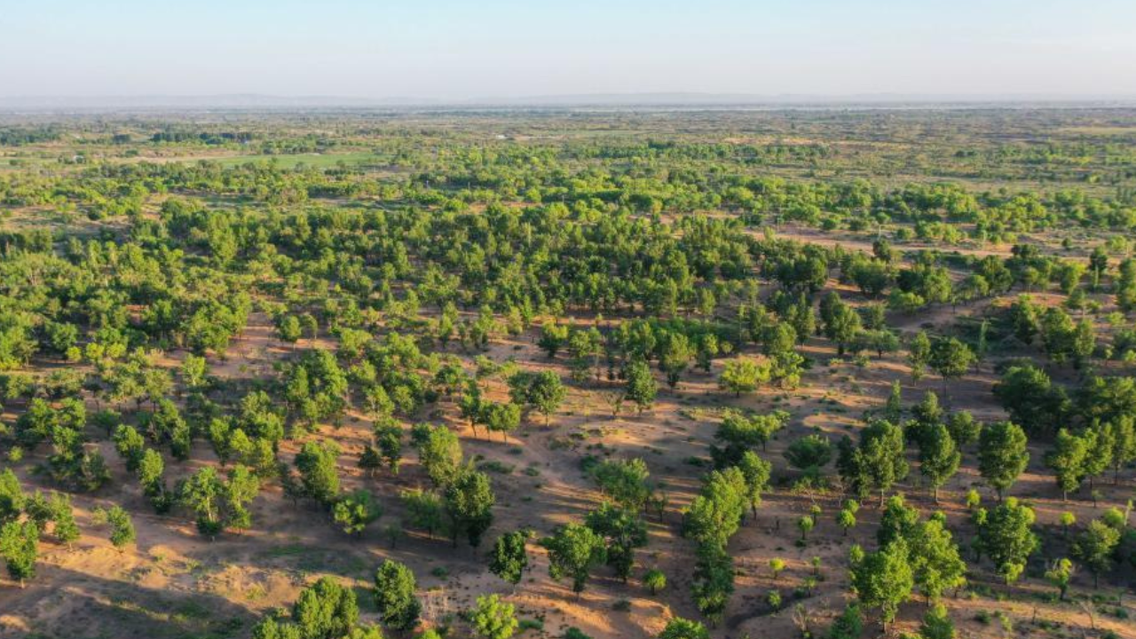 Yin turned the donation into a long-term fight against desertification<br>