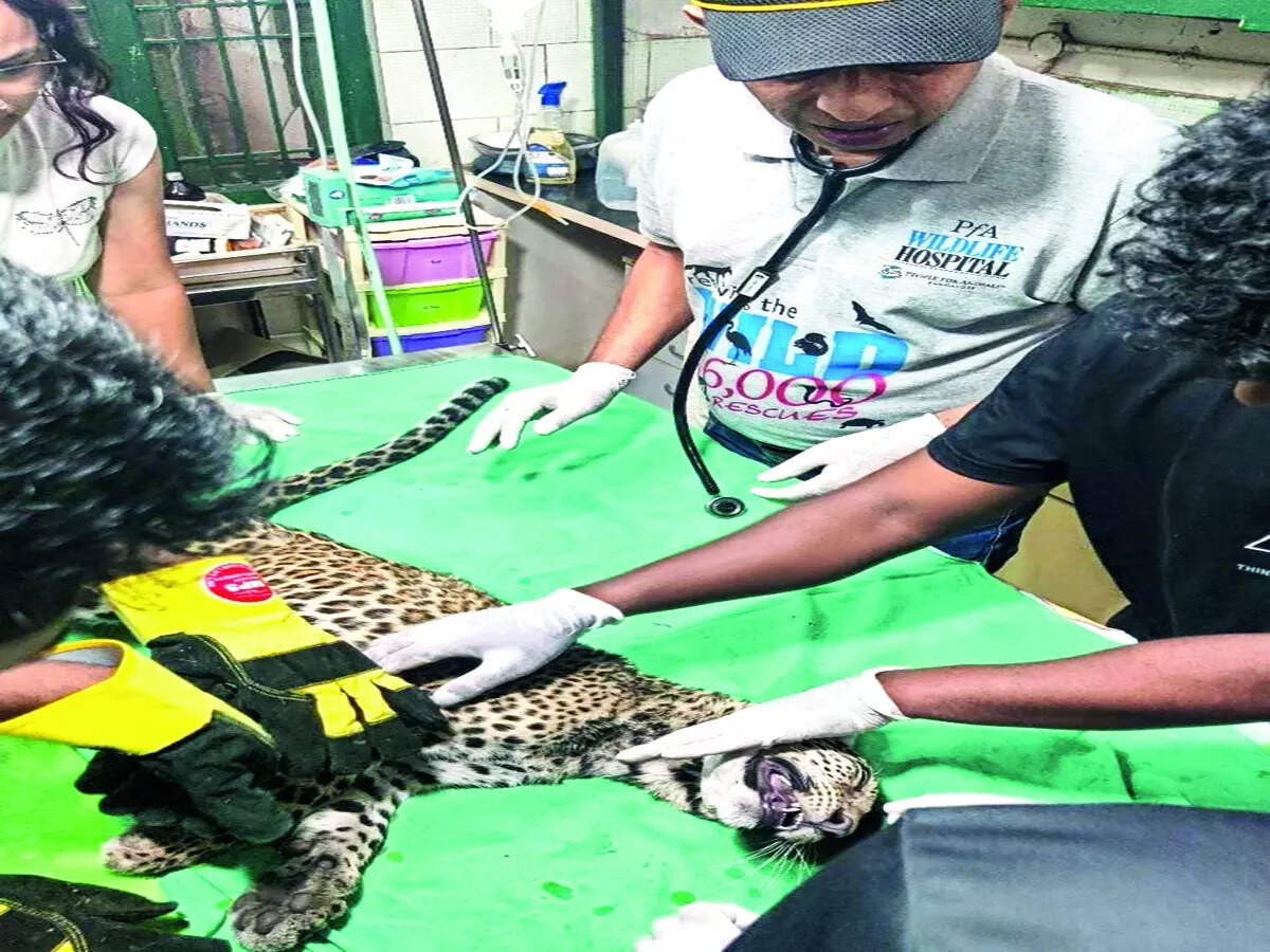 Look at the cat who dragged in - Vimarsana News