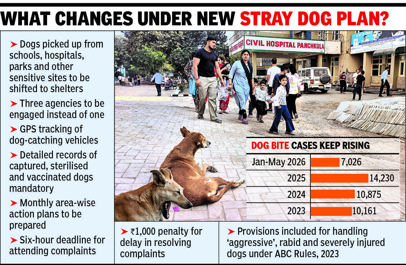 Stray dog.jpg