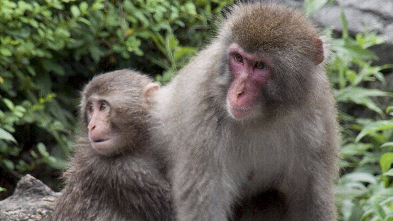 How 38 Japanese macaques grew into a population of 160 in Austria