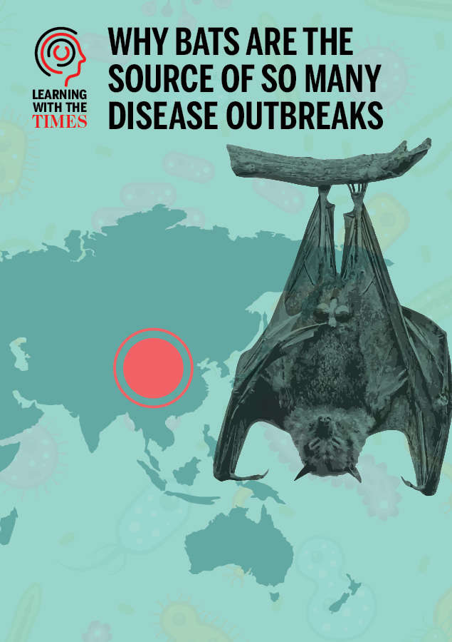 Why bats are the source of so many disease outbreaks | India News - Times  of India
