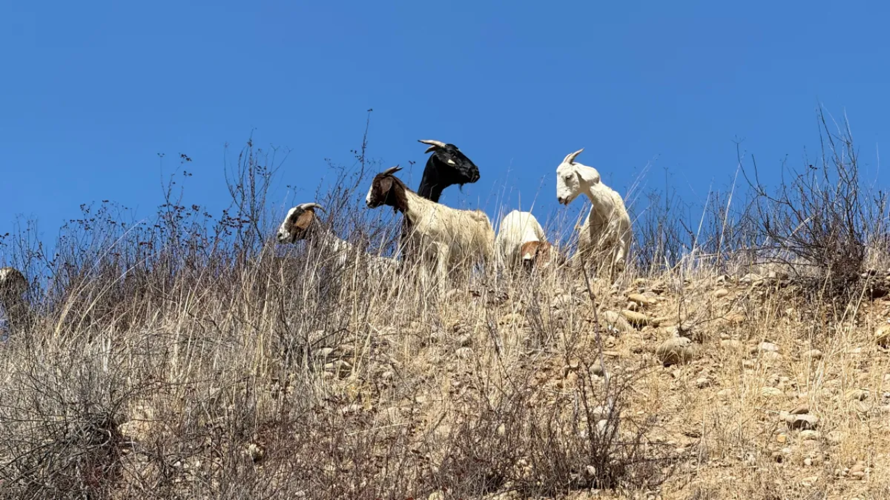 MCAS Miramar tests goats as an alternative to machinery near sensitive habitat<br>