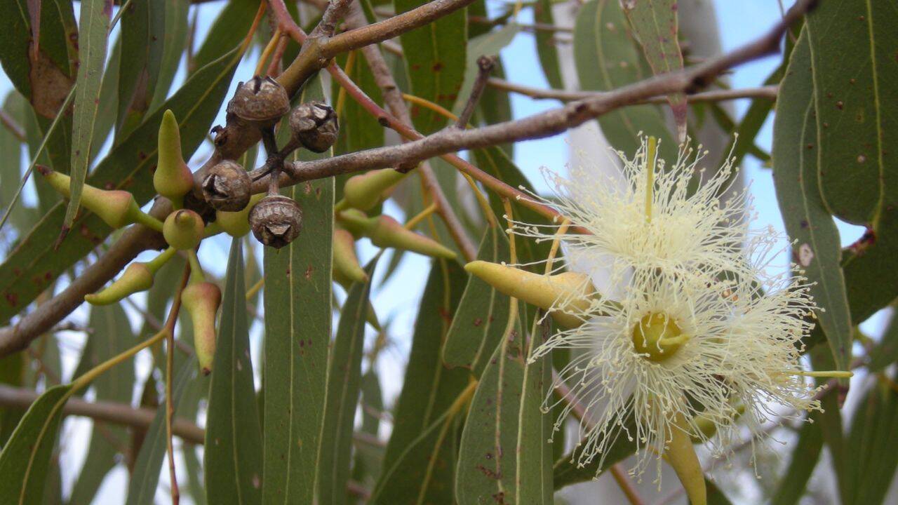 How did eucalyptus trees in Argentina pull groundwater down by more than half a metre