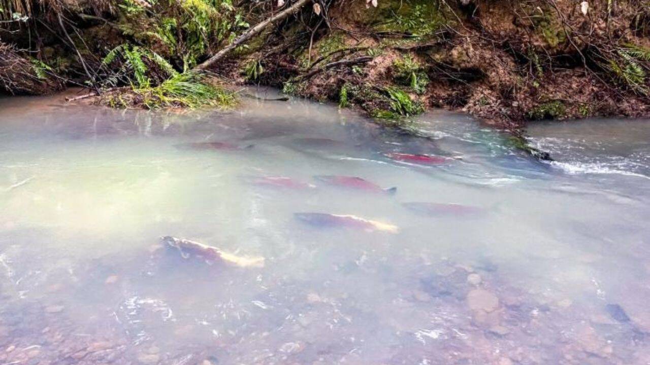 Role of weather and ocean conditions in boosting salmon numbers<br>