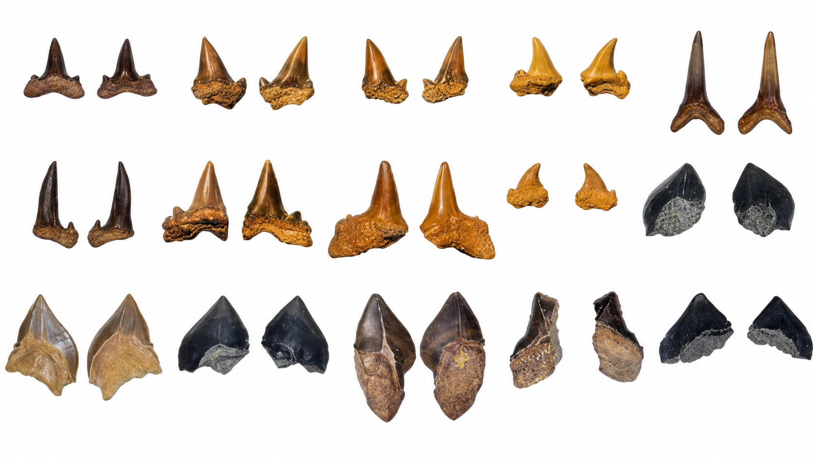 Fourteen fossil teeth reveal five extinct shark species (Image: Yassin et al., Cretac. Res., 2026)<br>