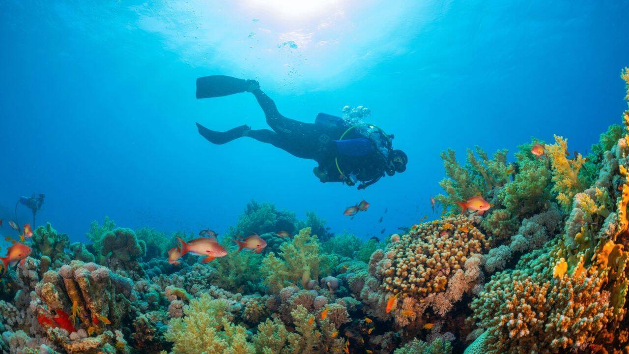 Corals