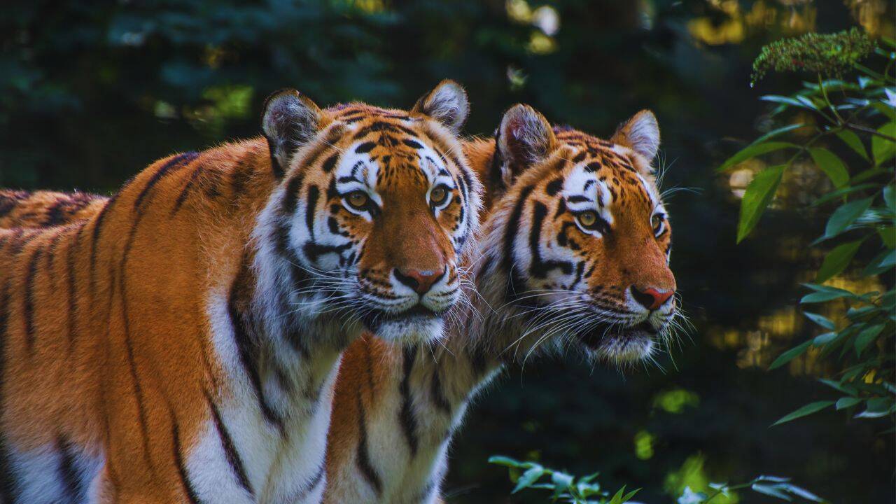 Tiger (2)