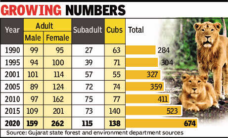 Gujarat now home to 674 lions, 29% growth in population | Ahmedabad