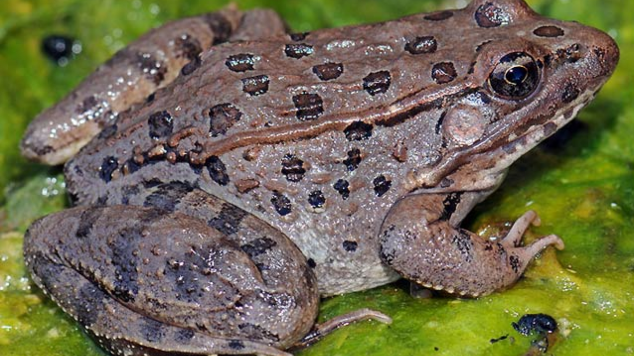 Removing the bullfrogs was only the first step<br>