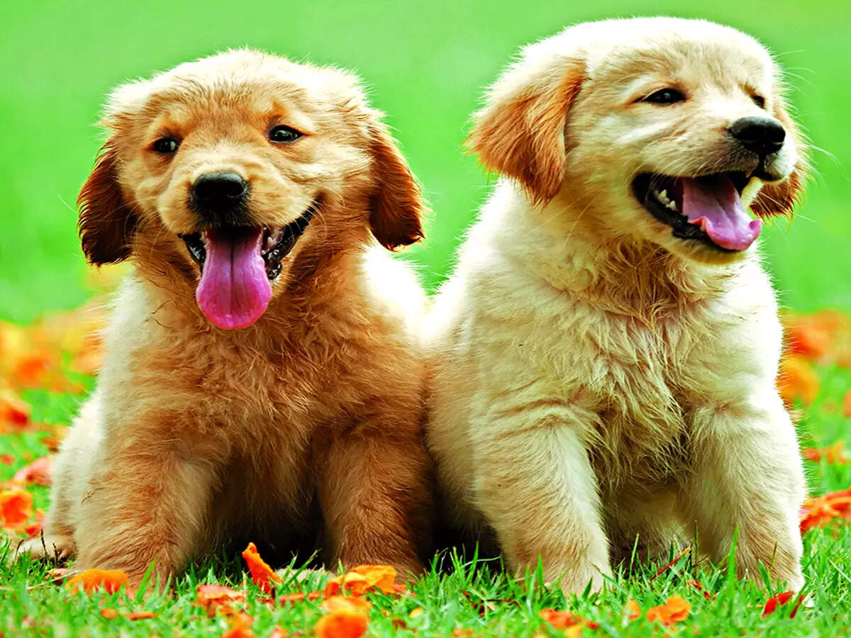 Try this DIY dog healthcare kit