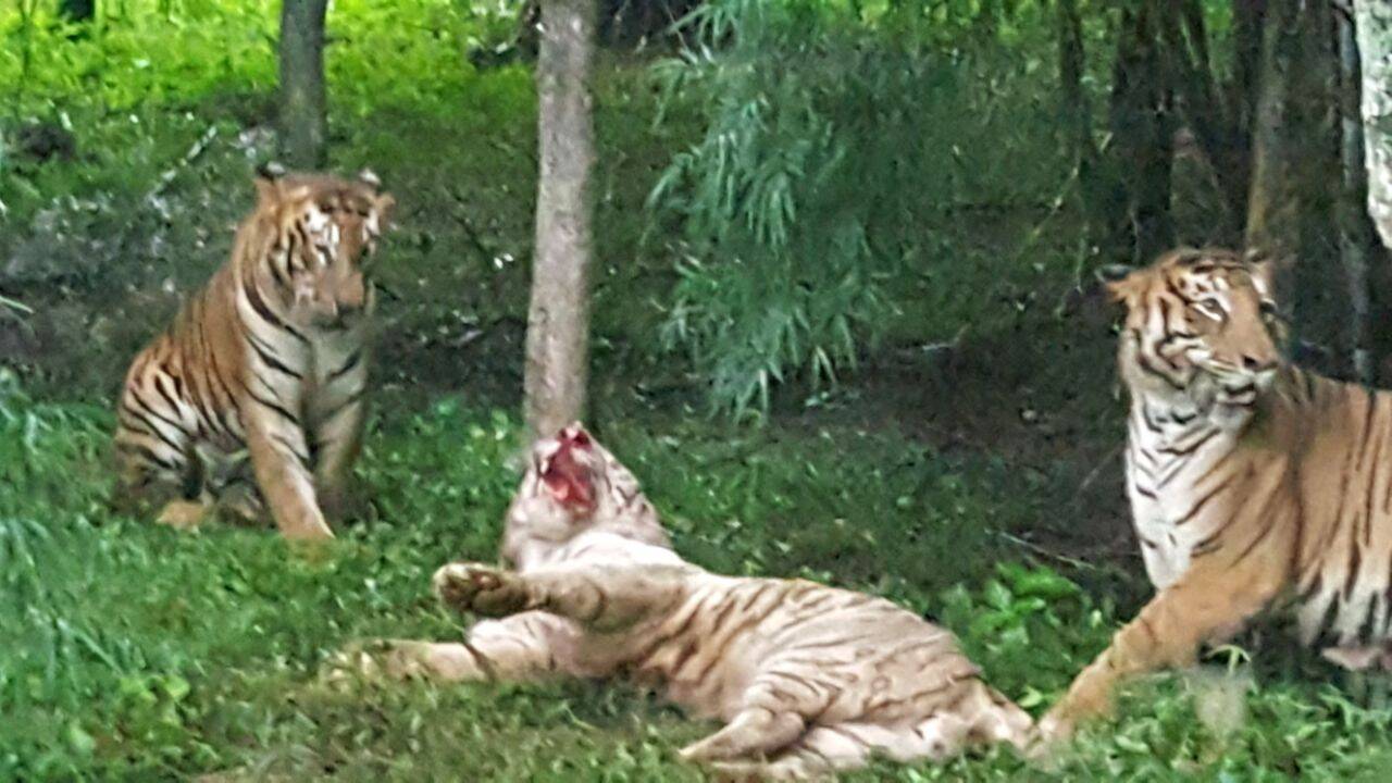 Tigers fight it out at Bannerghatta safari, 2 white tigers injured