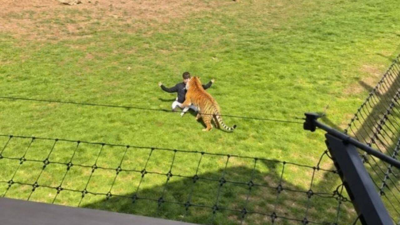 Tiger attacking the man