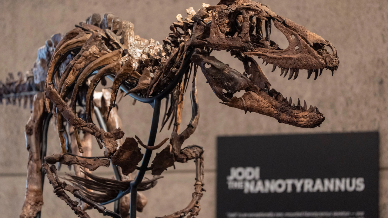 In 1987, an amateur fossil hunter found a T. rex in South Dakota; the $31.8 million skeleton now stands in Abu Dhab<br>