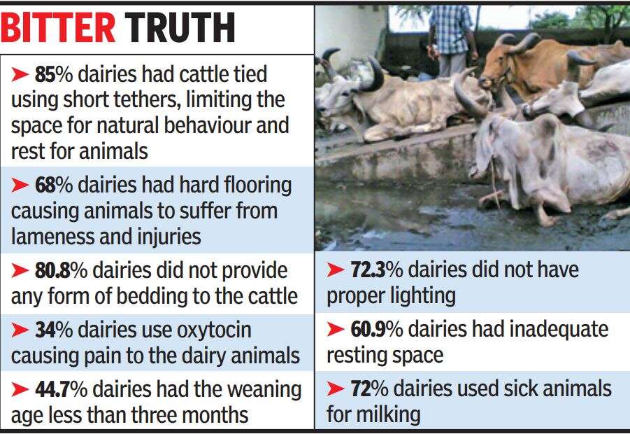 Gujarat selling calves for slaughter ‘Tabelas’ in Gujarat selling