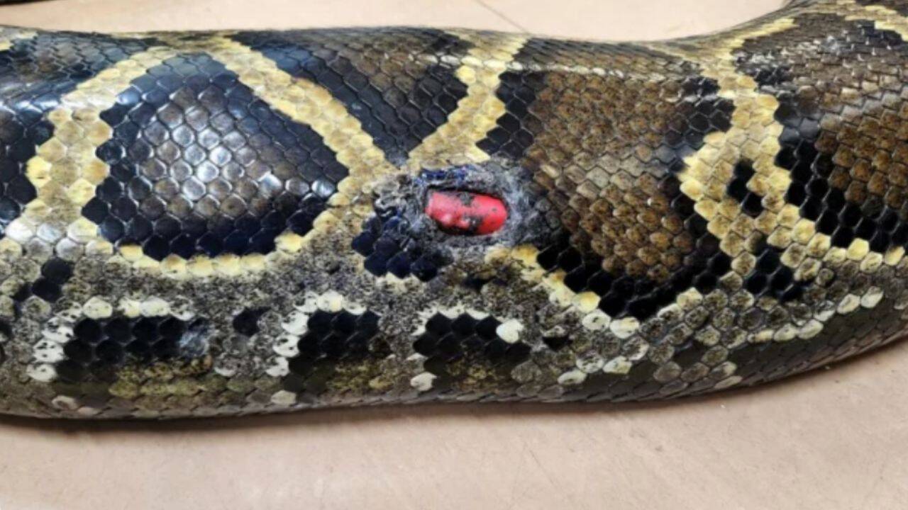 Researchers tracked Burmese pythons for 20 years using radio transmitters<br>