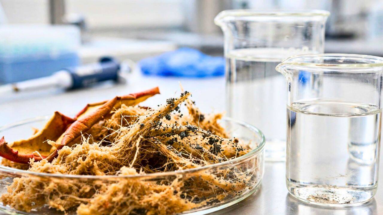 How did researchers prepare apple waste for removing lead from water
