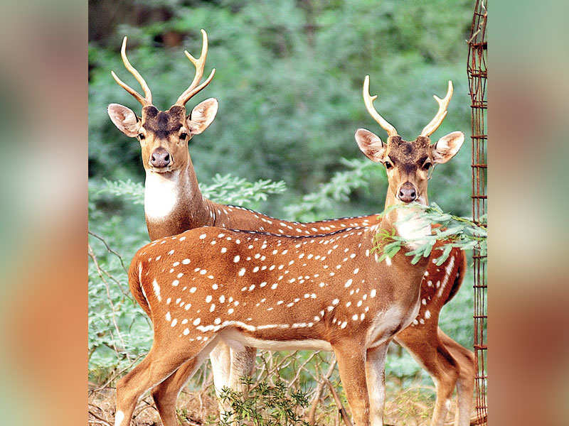 31-deer-die-of-indigestion-in-tamil-nadu-park