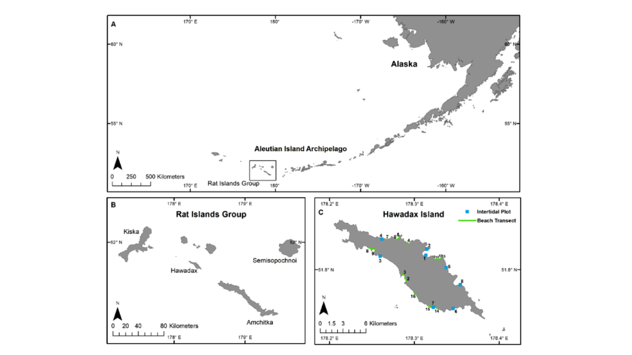 The (A) central Aleutian Archipelago, Alaska, USA, contains the (B) Rat Islands Group, including Hawadax Island. The (C) intertidal plots and beach transects were surveyed on Hawadax Island. Intertidal plot 6 was only surveyed in 2008 and 2013 (Image: Carolyn M. Kurle1)<br>