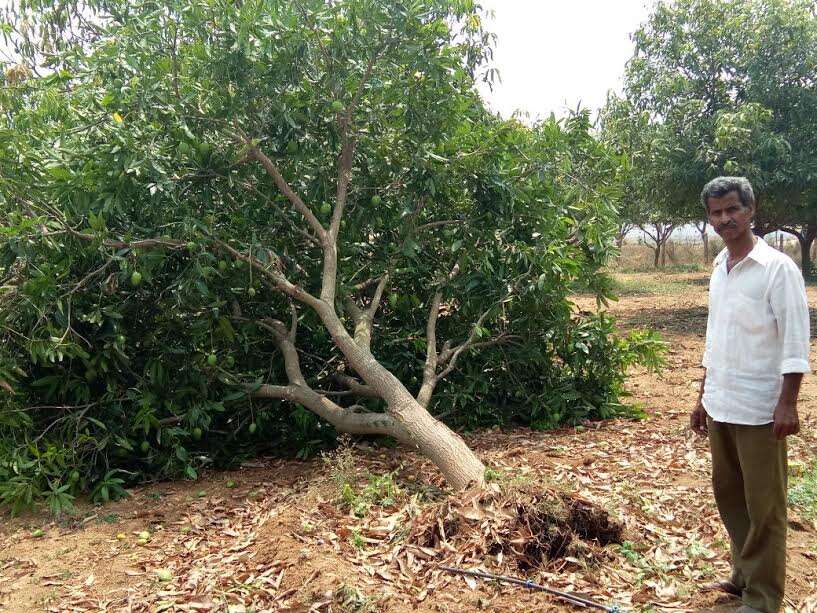 Telangana Mangoes to be dearer this season as thunderstorm uproots trees