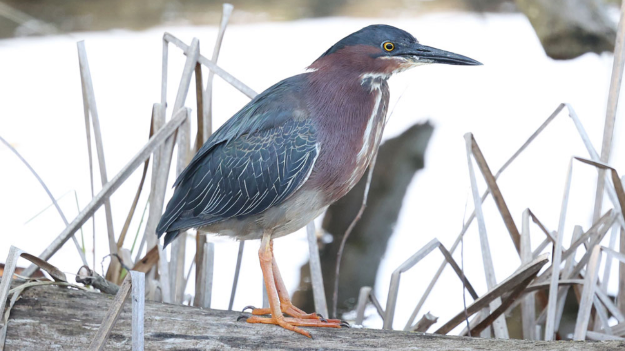 The site now includes a 75-acre cattail marsh, while more than 260 bird species have been observed there<br>