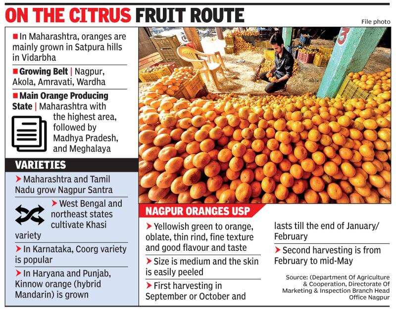 Fungal infection takes the juice out of Nagpur oranges Pune News