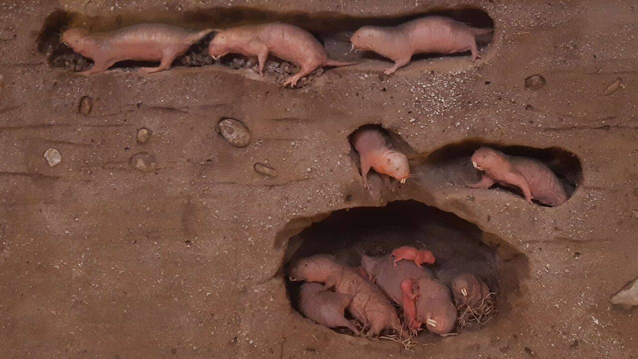 What happens when naked mole-rats detect IPM<br>