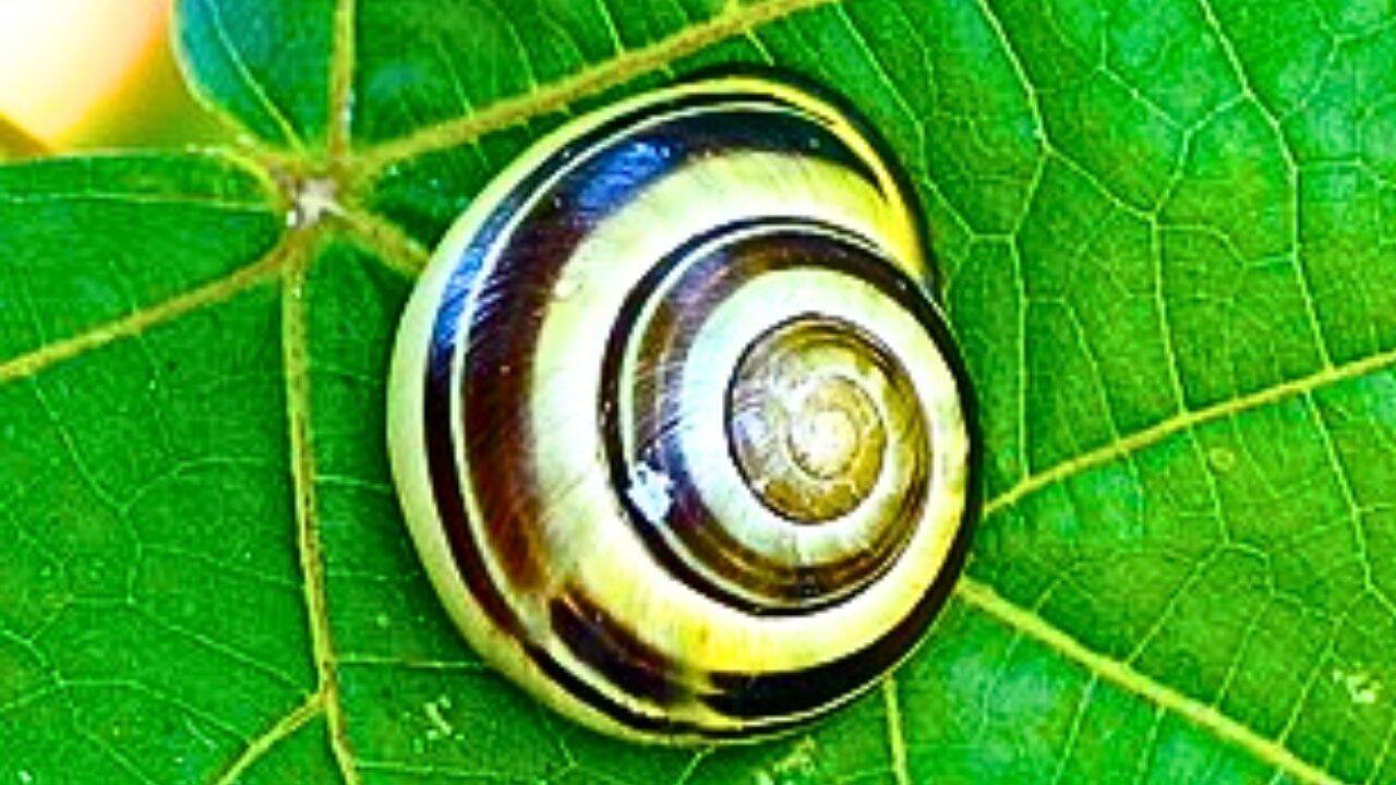 How can one snail produce five types of mucus