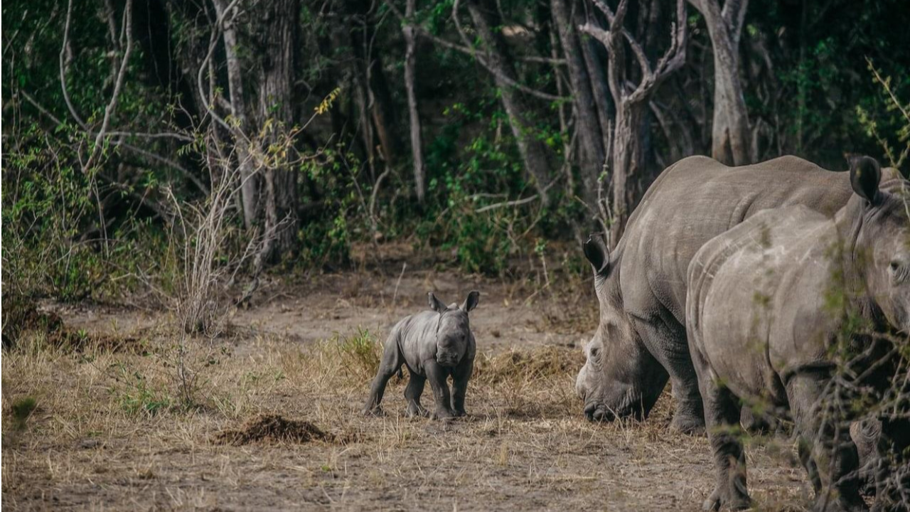 Why was rhino reintroduction needed in Zinave National Park