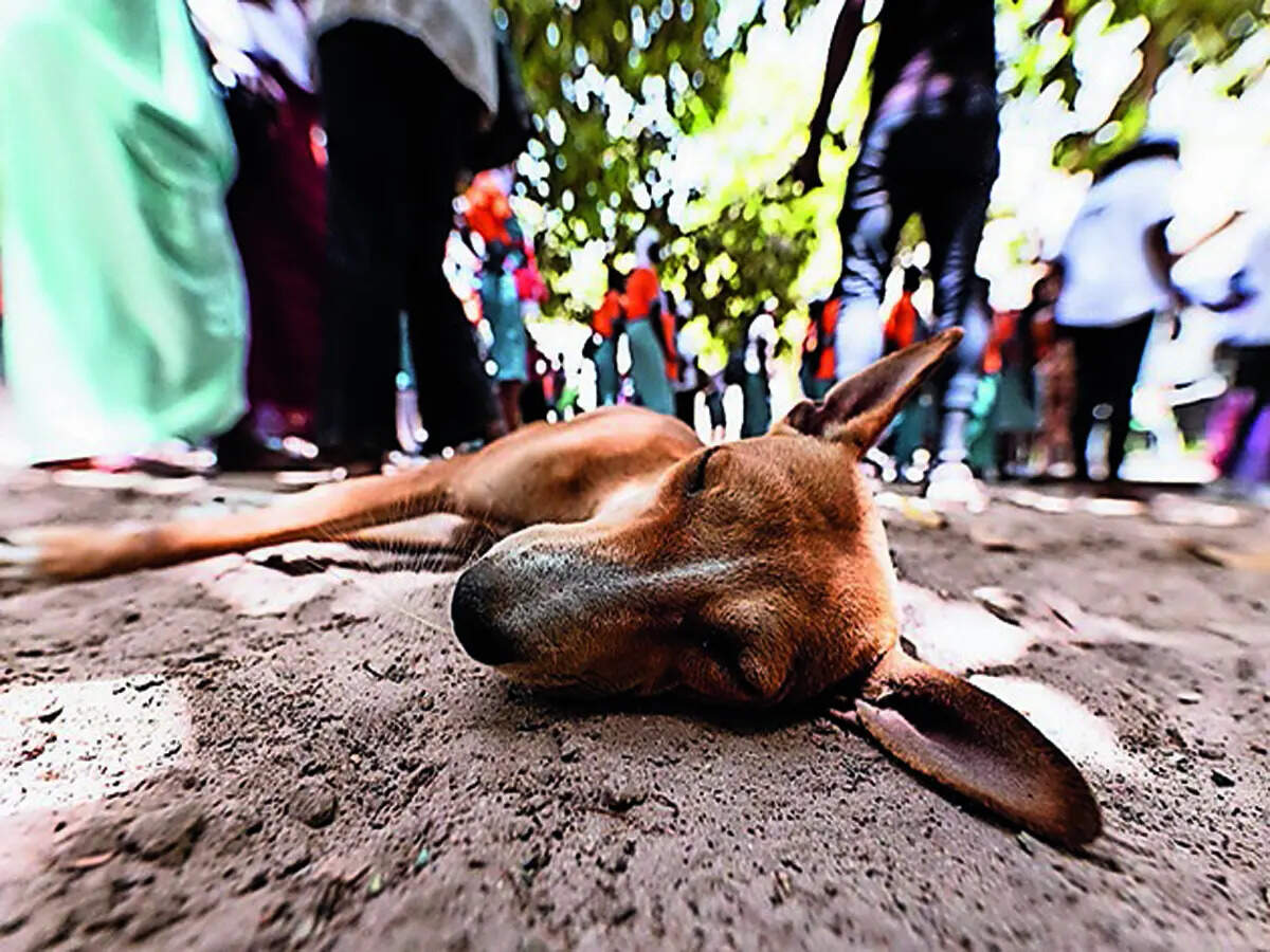 Vets on wheels to improve healthcare for strays