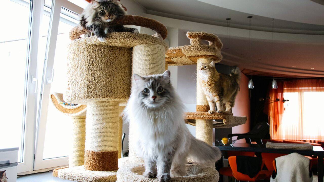 cat fest, Belgium