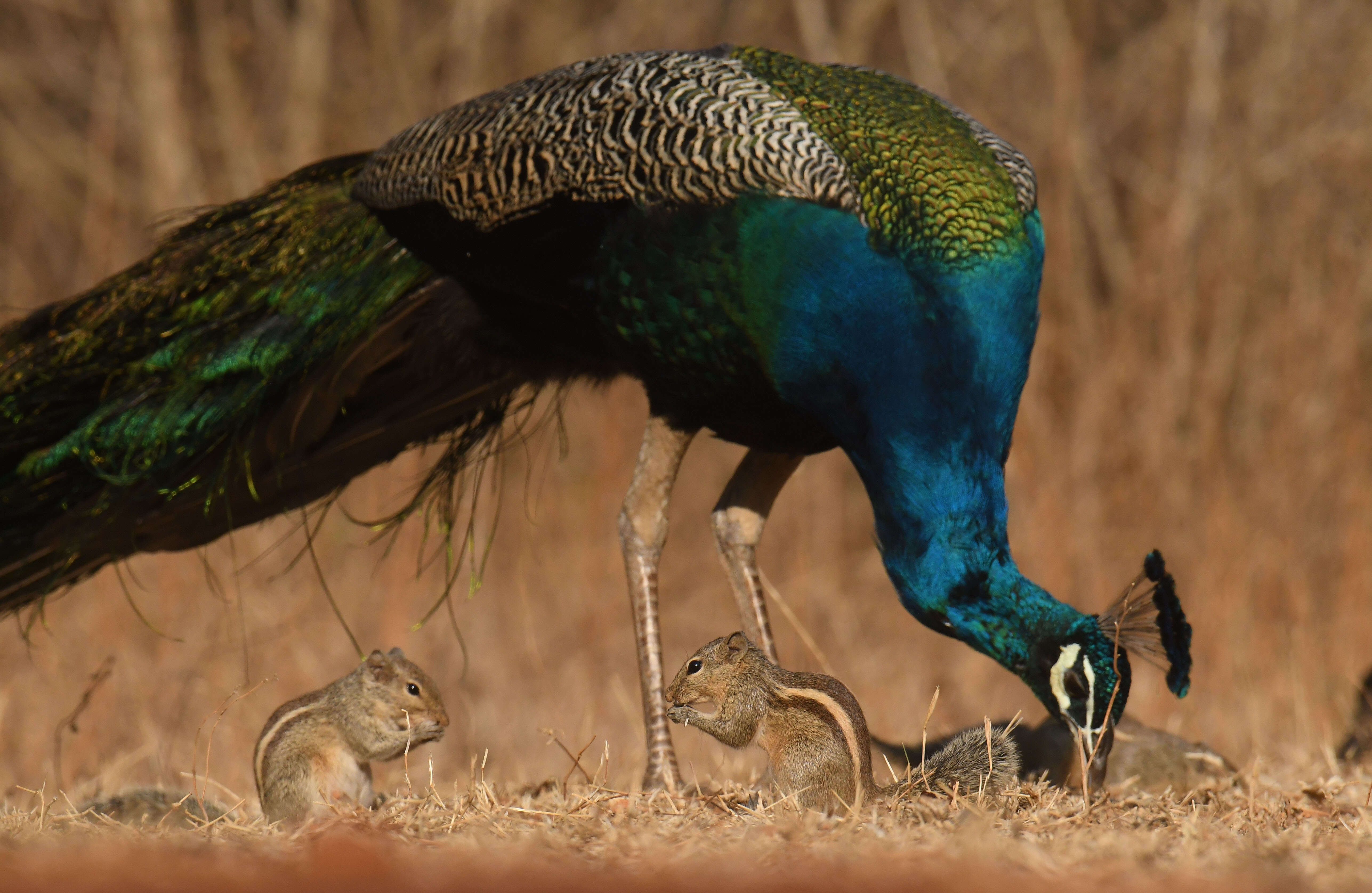 fa346f04-8ead-460c-9b64-9cfce16c17e8_24FEBRUARY-MYS-BIRDS_6.JPG