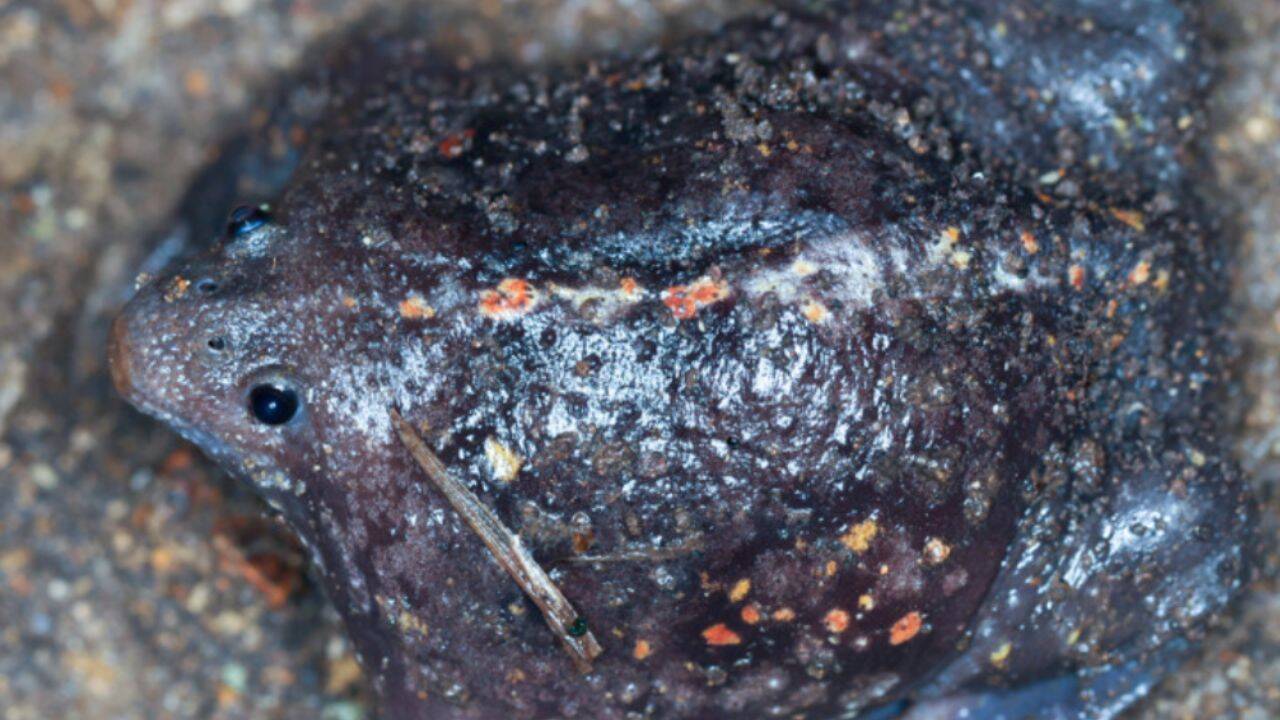 How Dr Alberto Cruz discovered the new Ice Age toad species