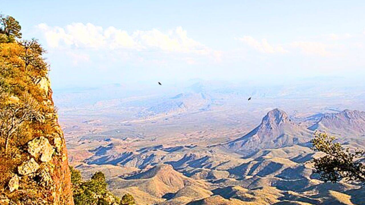 How did kangaroo rat removal affect the plants<br>