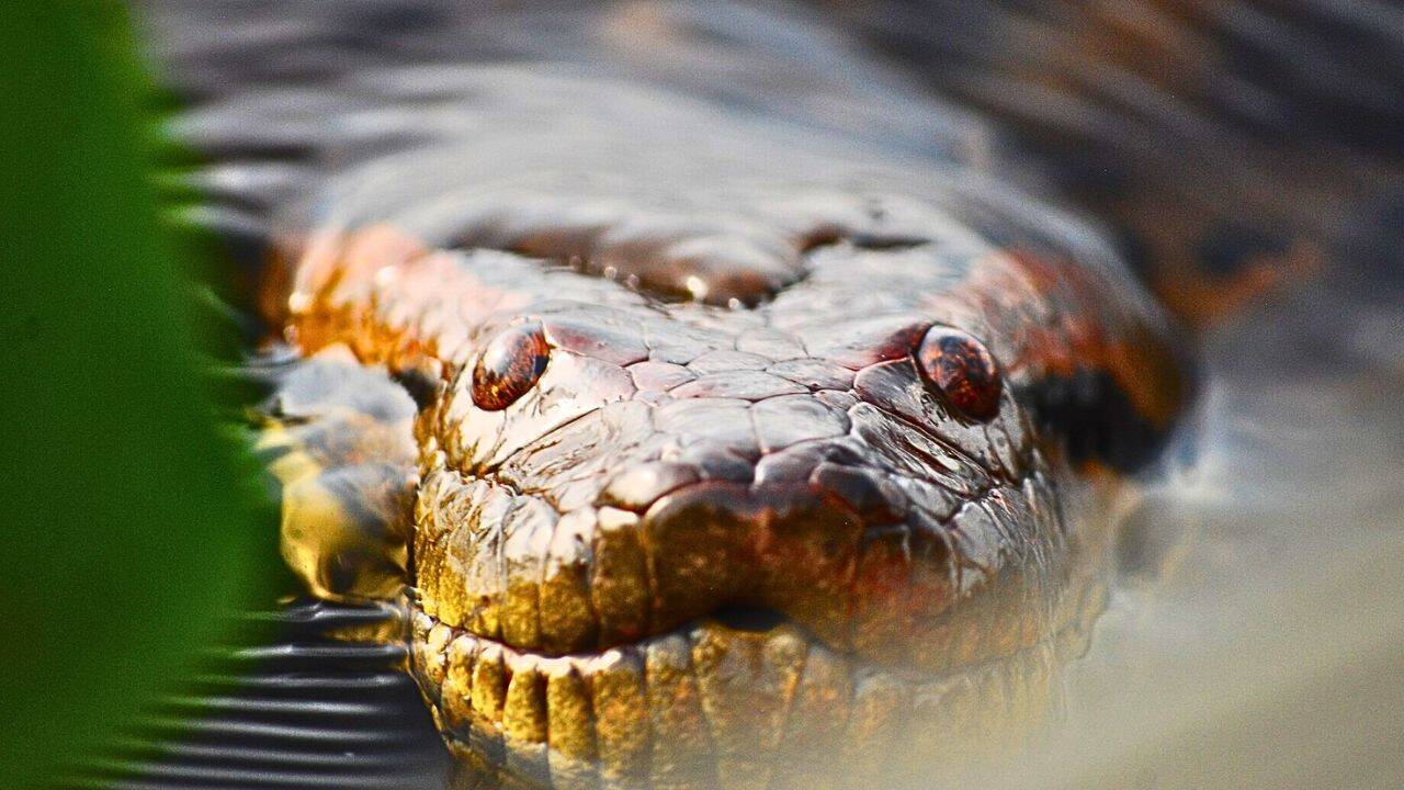 What habitats did Green Anacondas use for shelter and basking<br>